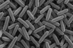 自前の「酪酸菌」を賢く育てる　秋の不調は“腸”から整える