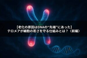 【老化の原因はDNAの“先端”にあった】テロメアが細胞の若さを守る仕組みとは？　前編