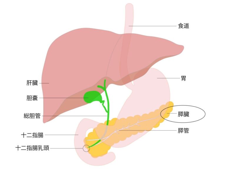 膵がんとは？〜症状・早期発見のポイント・検査方法を専門医の視点でわかりやすく解説〜